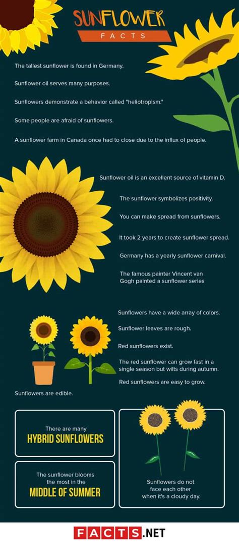 The Magical Traffic Circle's Secret: Sunflowers that Reach the Sky